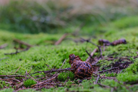 forest floor detail view in summerの写真素材