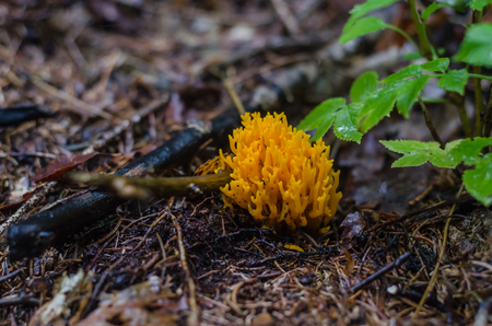 orange coral mushroom in the forest and springの写真素材