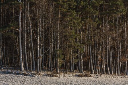 trees with a snow layer on the trunk in winter