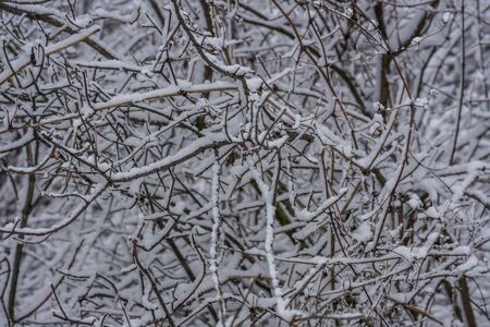 branches with snow layer in winter