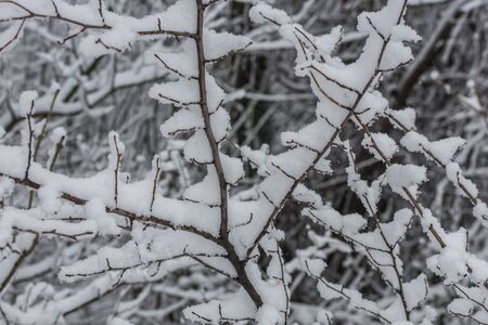 thin branches with snow layer in winter