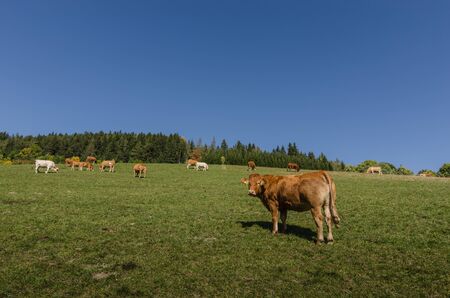Many cows on a pasture in spring with blue skyの写真素材