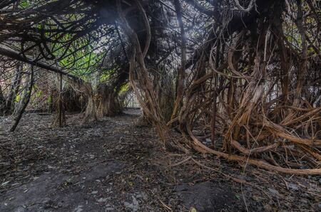 Thick lianas in old greenhouse at the suburbanの写真素材