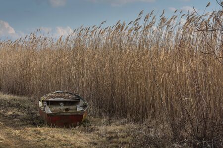 Old boat in the reed by a lakeの写真素材