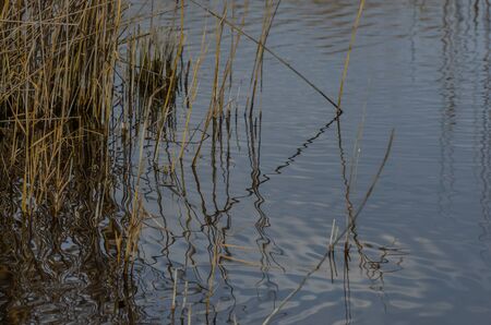 reed with reflection on the lake in summer