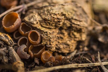 Round mushrooms on a tree trunk in the forestの写真素材