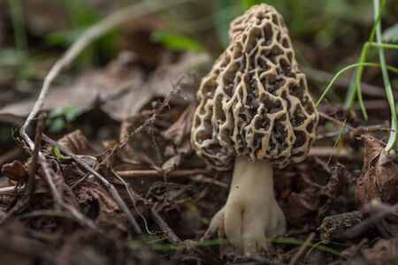 Fresh morel in spring in a forestの写真素材