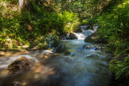 plants and beautiful little brook while hiking in the forestの写真素材