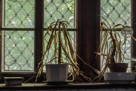 withered plants on a windowsill in an old mill