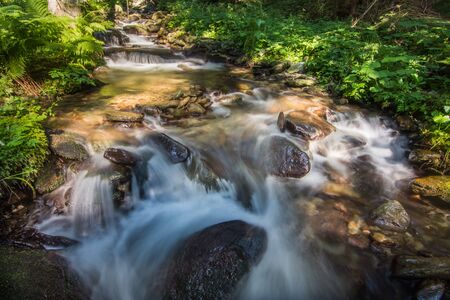 creekt with lots of rocks in the shady forest of a nature reserveの写真素材