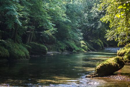 shadow and sun in a forest with a stream while hiking