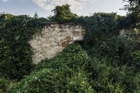 overgrown part of an old house with lots of green plants in the natureの写真素材