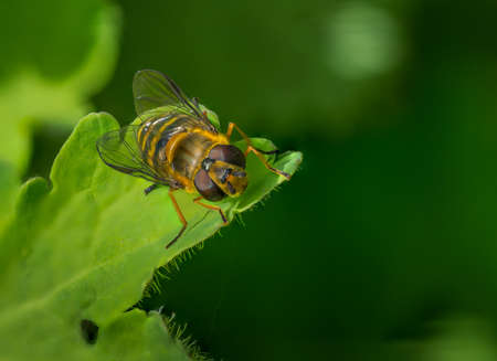 bee on a green leaf in the sun with green background