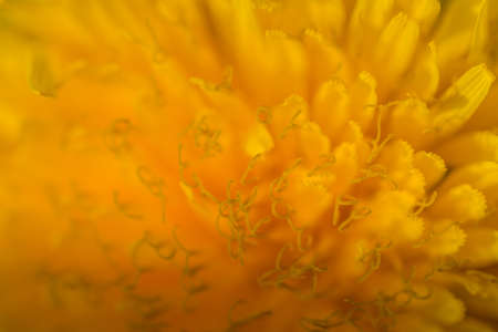 dandelion blossom in spring makro view
