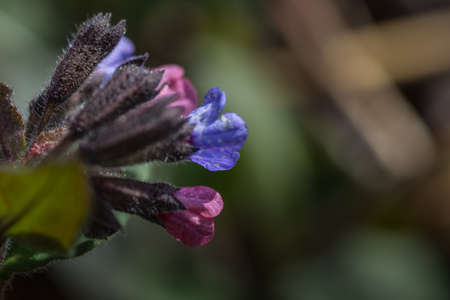 fresh colorful lungwort in spring and natureの写真素材