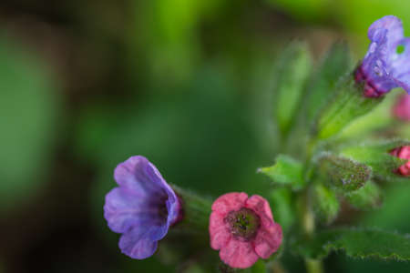 colorful blossoms from lungwort in springの写真素材