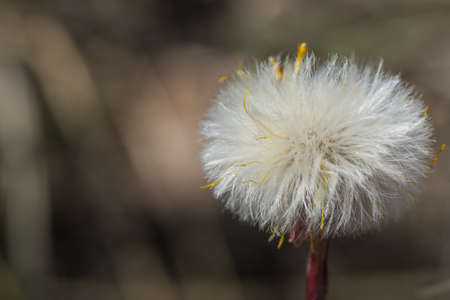 soft white blossom in the forest in spring