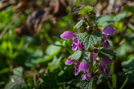 fresh dead nettle in the sun and spring