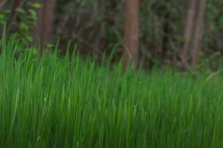 lush green grass in the forest and spring