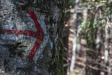 red arrow at a tree on a trail detail viewの写真素材