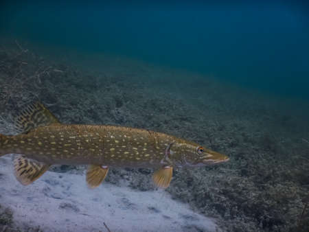 beautiful pike while diving in a lake in clear water