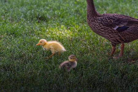 two baby running ducks in green grass with the motherの写真素材