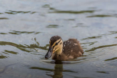 little dear fluffy baby duck in the summer