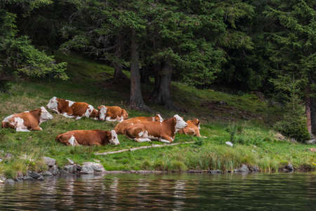 cows lie in the gras on the shore of a mountain lake in  the summerの写真素材