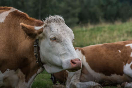 cow looks on a pasture while hiking in the summerの写真素材