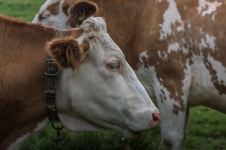 cow on a pasture side view detailの写真素材
