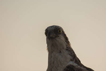 sea eagle detail view from the head during sunriseの写真素材