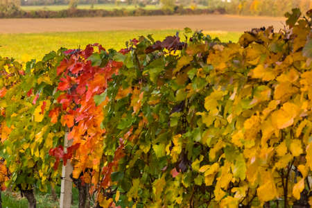 colorful leaves from the vineyard in the nature in autumnの写真素材