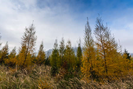 colorful pinetrees while hiking in the mountains in autumn