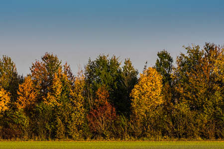 colorful shrubs and trees in autumn on a field while biking