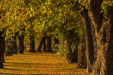 colorful linden alley in the sun while biking in the natureの写真素材