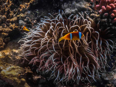 colorful anemone and two red sea anemonefish on the ground
