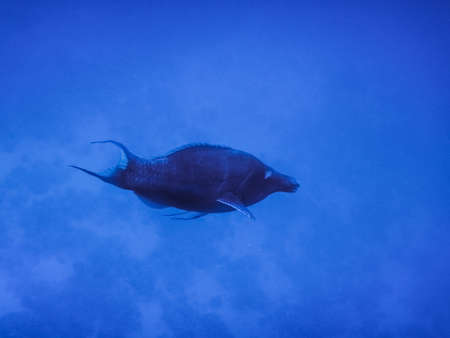 blue bird wrasse in deep blue seawater large view