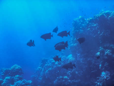 fish swim in a shoal in the blue sea while diving on vacation