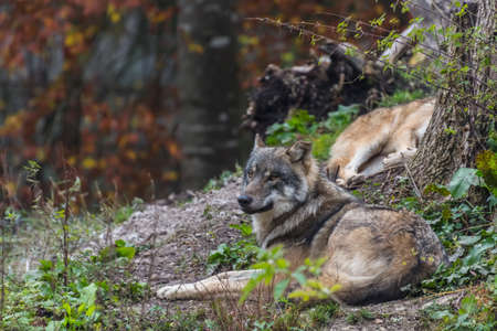 wolf lies in the sun in a zoo and looks attentive