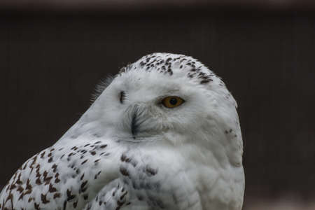 snow owl looks to the side in a zoo large view