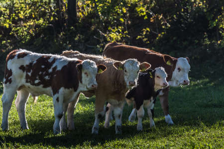 four cows stand in a row and look in the nature while hiking
