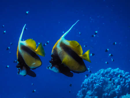 red sea bannerfish in blue seawater large view while diving