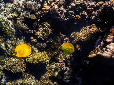 two yellow glowing fish at corals in the sea while divingの写真素材