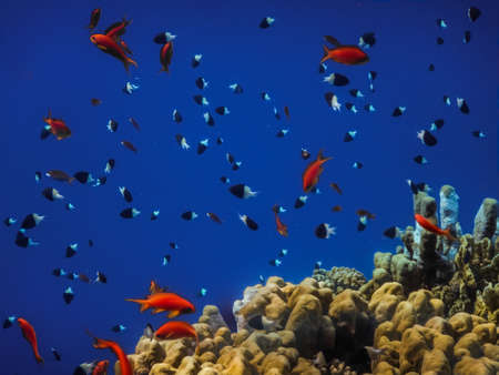 different colorful fishes and corals in the blue seawater in the background in egyptの写真素材