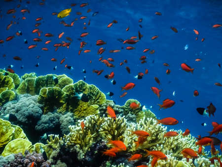 many colorful fishes and corals in blue sea in egypt on vacation