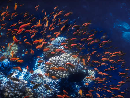 swarm little red fishes on glowing corals in the sun in the red seaの写真素材