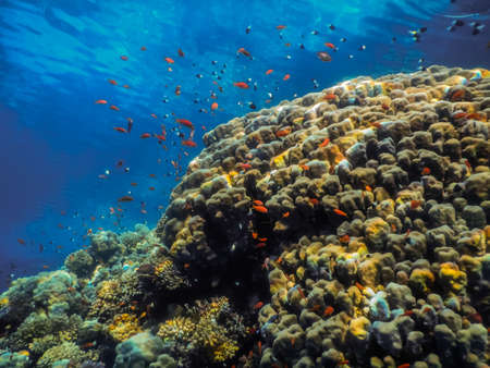 many colorful fishes and beautiful corals in blue seawater while diving