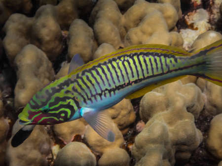 redsea junker fish swims in front of the camera while diving