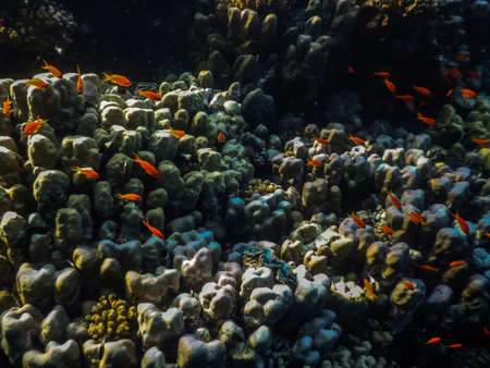 corals and many little fishes detail view while divingの写真素材