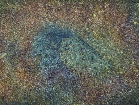 panther flounder in the sand from the seabed in egypt while divingの写真素材